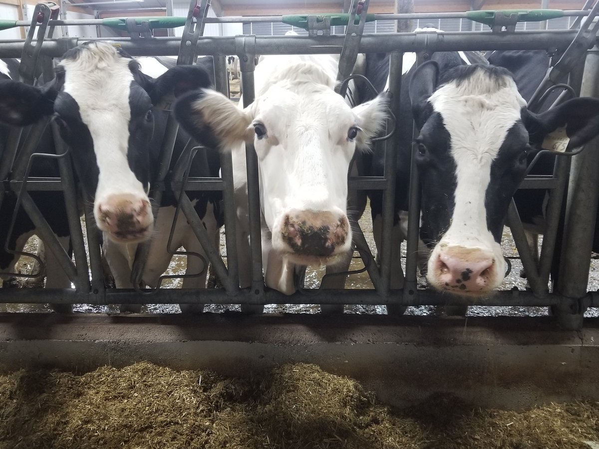Sharon_terBeek's tweet photo. Our girls are ready for Open Farm Day 2019! #peiopenfarmday2019 #goldenbaydairy #lelyrobots https://t.co/MaTf22Fgz9