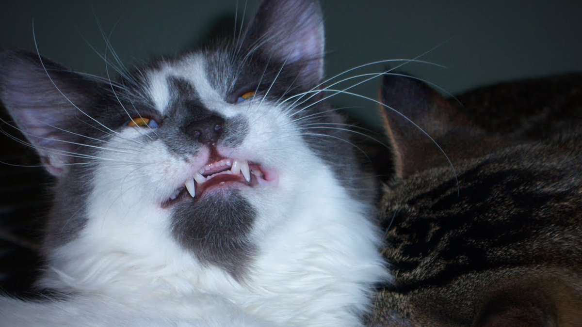 MeowMoeDotCom's tweet photo. Sneezing Cats ππ Cute Cats React ...
#Cats #Cat #Kittens #Kitten #Kitty #Pets #Pet #Meow #Moe #CuteCats #CuteCat #CuteKittens #CuteKitten #MeowMoe
#AnimalFail #Cat #CatsFailsCompilation #CuteAndFunnyPetsDoingAwesomeThingsVideo
https://t.co/e6sKQYIiEm
. https://t.co/pHyVEBUPUO