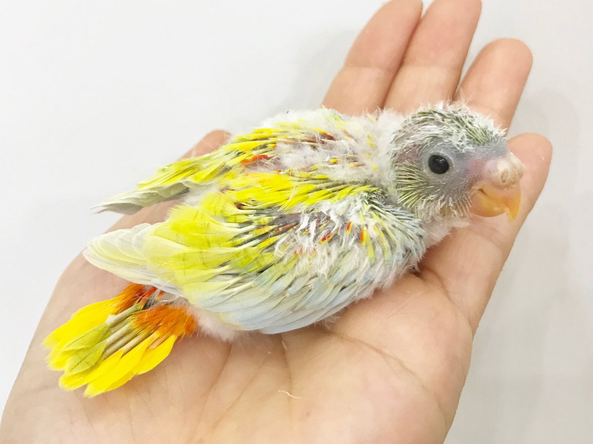 ペポニ 春日井店 ブログup 春ペポニ 美 キキョウインコなど ヒナ新着 T Co T06pvjeua4 キキョウインコ マメルリハインコ オカメインコ の新着です 気になる種類がいる方はぜひぜひ会いに来て下さいね ペポニ春日井店 キキョウ