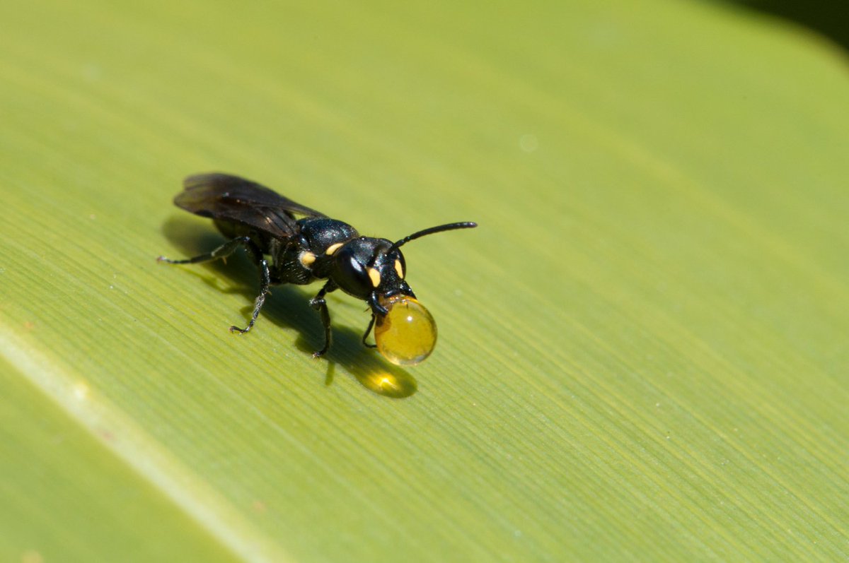 plantandfood's tweet photo. #BeeFact: New Zealand has 28 #NativeBee species. These are all #SolitaryBees, and many nest in holes in the ground. They are important pollinators for many crops and native ecosystems. 📸 by @BrianTCutting
@Apiculture_NZ #BeeAwareMonth #naturephotography #insects #bees https://t.co/MjBHhaJCr4