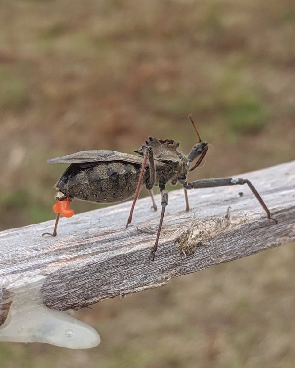 Speelzz's tweet image. #bugchasing
@SexyUncleDave