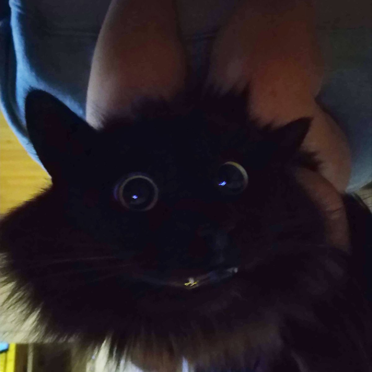 Anna Wallberg (@annathilanw) on Twitter photo 