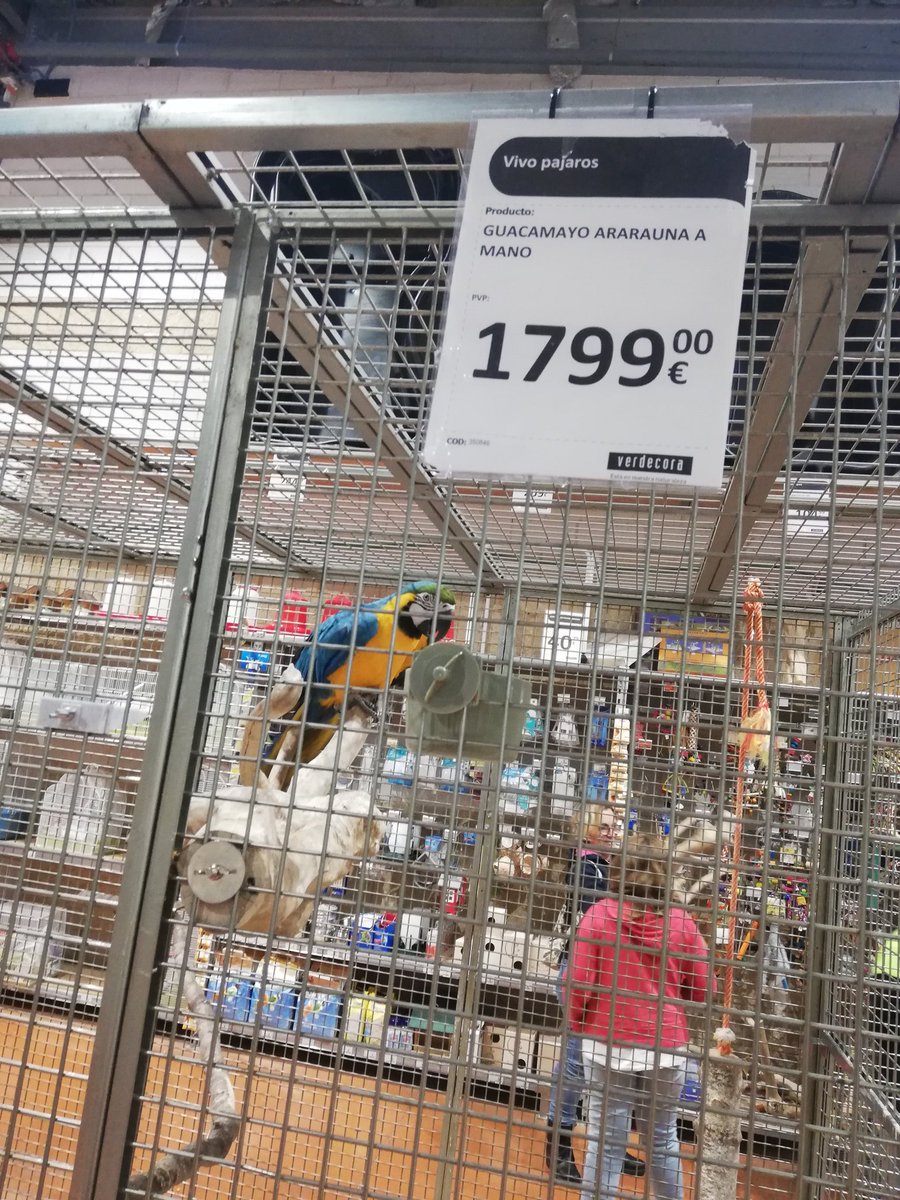 Kalix Velasquez tweet media