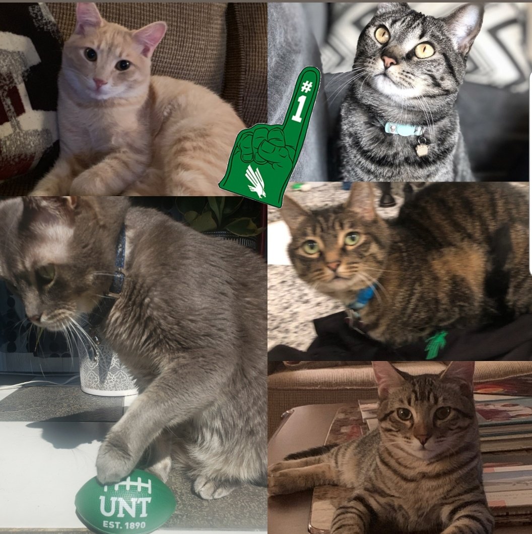 UNTadmissions's tweet photo. On this #Caturday, some of @MeanGreenFB's biggest fans are cheering them on while watching #UNTvsCAL!

Hey @CalAdmissions let's see your biggest fans! 😉😻

#IAmUNT #BeatCal #UNiTeNorthTexas 
#GMG https://t.co/1PvI6Ihkve