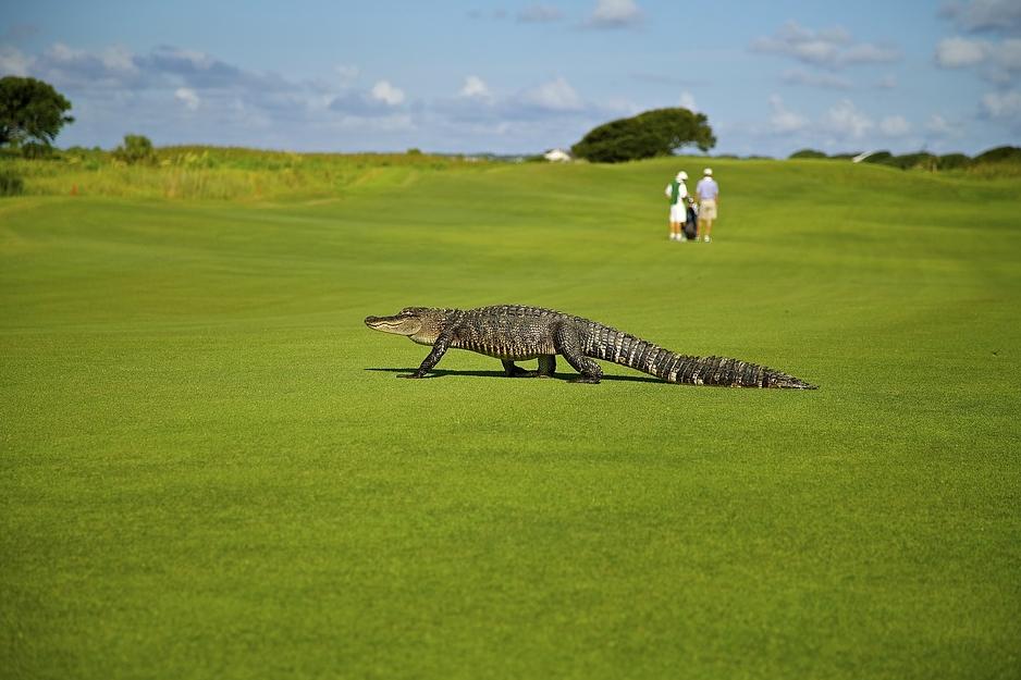 Got a crazy story from your #MyrtleBeachGolf trip? Tell us about it and be entered for a chance to win a free 2-night golf getaway for you and three friends! To learn more and enter visit bit.ly/32zrkd0