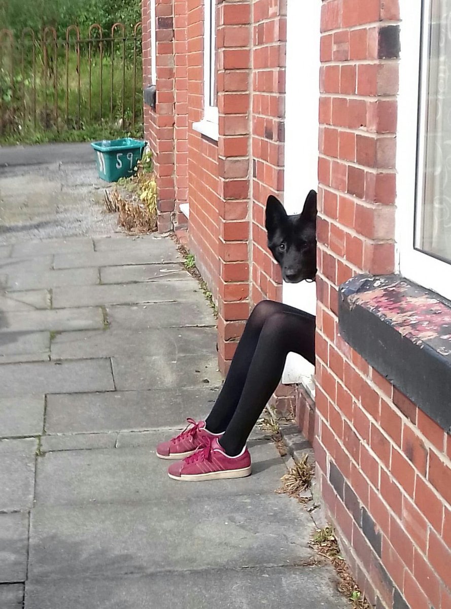 lladini's tweet image. Anubis?