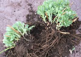swaneyvertas's tweet photo. Hi all I am Back with the gardening tips: Now is the time to divide up perennials, this can be done every two to three years and will maintain health and vigour and increase plant stock. This is also the time to think about spring flowering bulbs my favourite is the hyacinth. https://t.co/XERK7my0yr