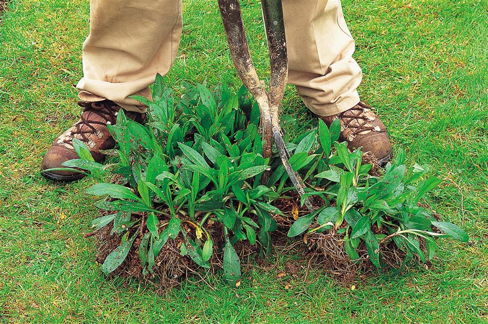 swaneyvertas's tweet photo. Hi all I am Back with the gardening tips: Now is the time to divide up perennials, this can be done every two to three years and will maintain health and vigour and increase plant stock. This is also the time to think about spring flowering bulbs my favourite is the hyacinth. https://t.co/XERK7my0yr