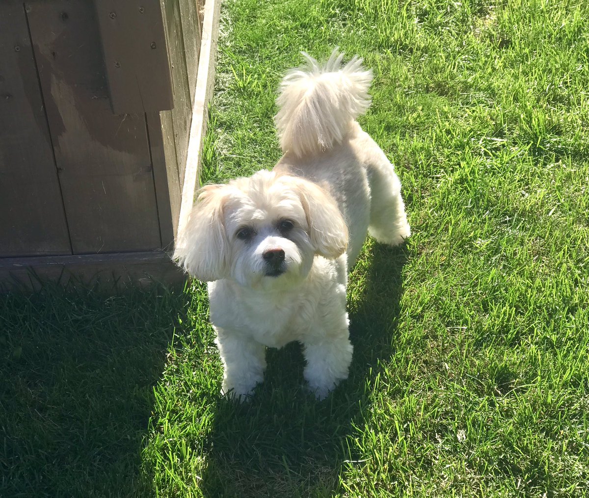 daisy_pom's tweet photo. I think today might be the best Saturday ever! The sun is shining and tomorrow is my 6th birthday party with my family! Yay! I promise to post lots of pics! ☀️🎂☀️
#dogs #dogsoftwitter #SaturdayVibes #sunshine #almost6 #birthdayweekend #yay #outdoors #CuteDogs https://t.co/kN2pTjkMCK