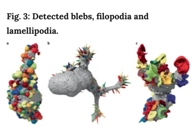 BioDecoded's tweet photo. Robust and automated detection of subcellular morphological motifs in 3D microscopy images | Nature Methods
https://t.co/H6WiOlDYvg
#MicroscopyImage #MachineLearning https://t.co/Huo1ubBxEW