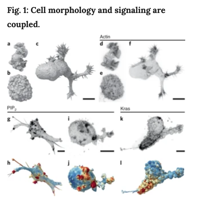 BioDecoded's tweet photo. Robust and automated detection of subcellular morphological motifs in 3D microscopy images | Nature Methods
https://t.co/H6WiOlDYvg
#MicroscopyImage #MachineLearning https://t.co/Huo1ubBxEW
