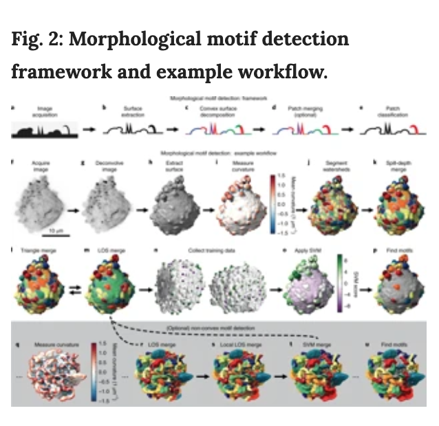 BioDecoded's tweet photo. Robust and automated detection of subcellular morphological motifs in 3D microscopy images | Nature Methods
https://t.co/H6WiOlDYvg
#MicroscopyImage #MachineLearning https://t.co/Huo1ubBxEW