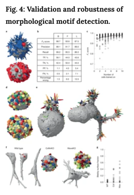 BioDecoded's tweet photo. Robust and automated detection of subcellular morphological motifs in 3D microscopy images | Nature Methods
https://t.co/H6WiOlDYvg
#MicroscopyImage #MachineLearning https://t.co/Huo1ubBxEW