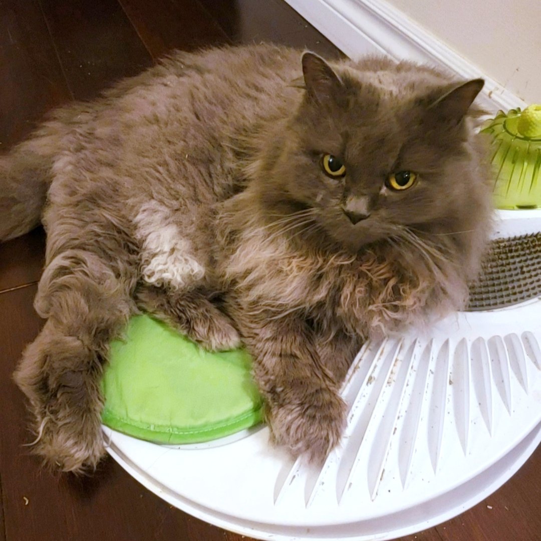 TehRealKitty's tweet image. Mommy gave me a haircut #dapper #caturday #CatsOfTwitter #kitty