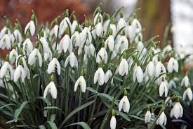 swaneyvertas's tweet photo. The Hyacinth bulbs are very fragrant and lots of different colours to choose from and personally my favourite but there are many other spring bulbs which will bring the garden in to life from Crocus, Snow drops, daffs and Tulips https://t.co/vb4VvuCwBY