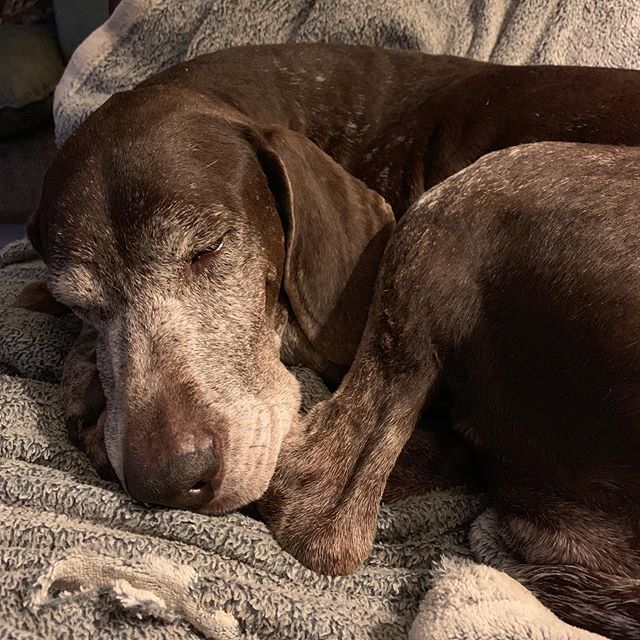 naturaldoghub's tweet photo. Older and wiser π΅π» #greydust #olddogsofinstagram #seniordog #loveolddogs #beautiful #doglifeπΎ #dogsarefamily #comfydogs #sofadogs #dogsarewheretheheartis #lovedogs #gundogsandsofas https://t.co/bRqvcyK2fS https://t.co/owJDyBBnRb