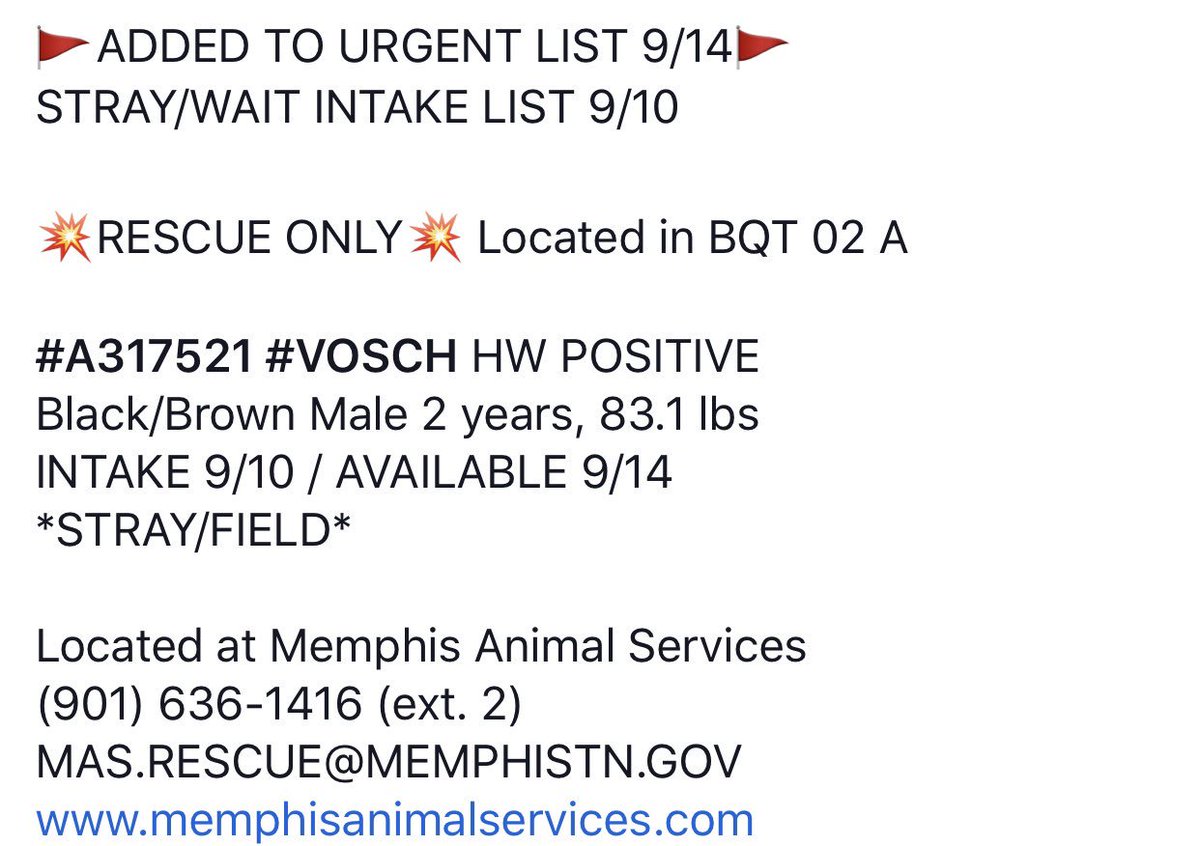 reddogsusie's tweet photo. #TN #MEMPHIS
🆘🆘CODE RED-RESCUE ONLY Vosch 2yo hw+ boy found stray. Labelled Rescue only for behaviour! Located in Bite Quarantine, This boy needs a miracle to get out of here! Pls #RESCUE #PLEDGE #FOSTER #A317521
https://t.co/Fdr6VOUFzw https://t.co/Z0e250OGXa
