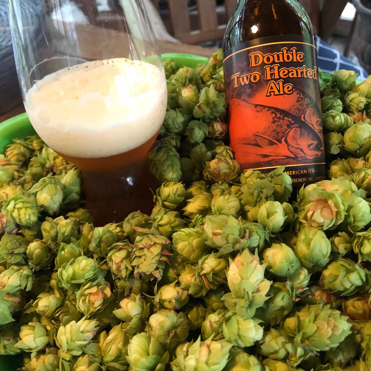 deepbeer's tweet photo. Celebrating my backyard hop harvest with β¦@BellsBreweryβ© #doubletwohearted. A great day! https://t.co/UAmhcYrCHM