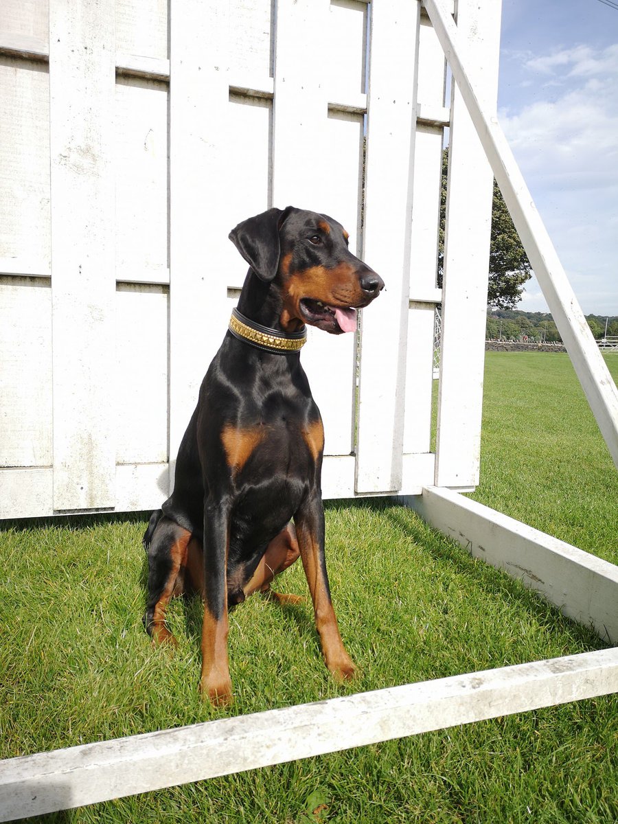 Pls RT today we played Umpire watching the cricket ball.... in our snazzy Jazz gold crown collar <a href="/StampedeEq/">StampedeEquestrian</a> #Cass_C7 #GoodVetPetGuide #Qlimax54