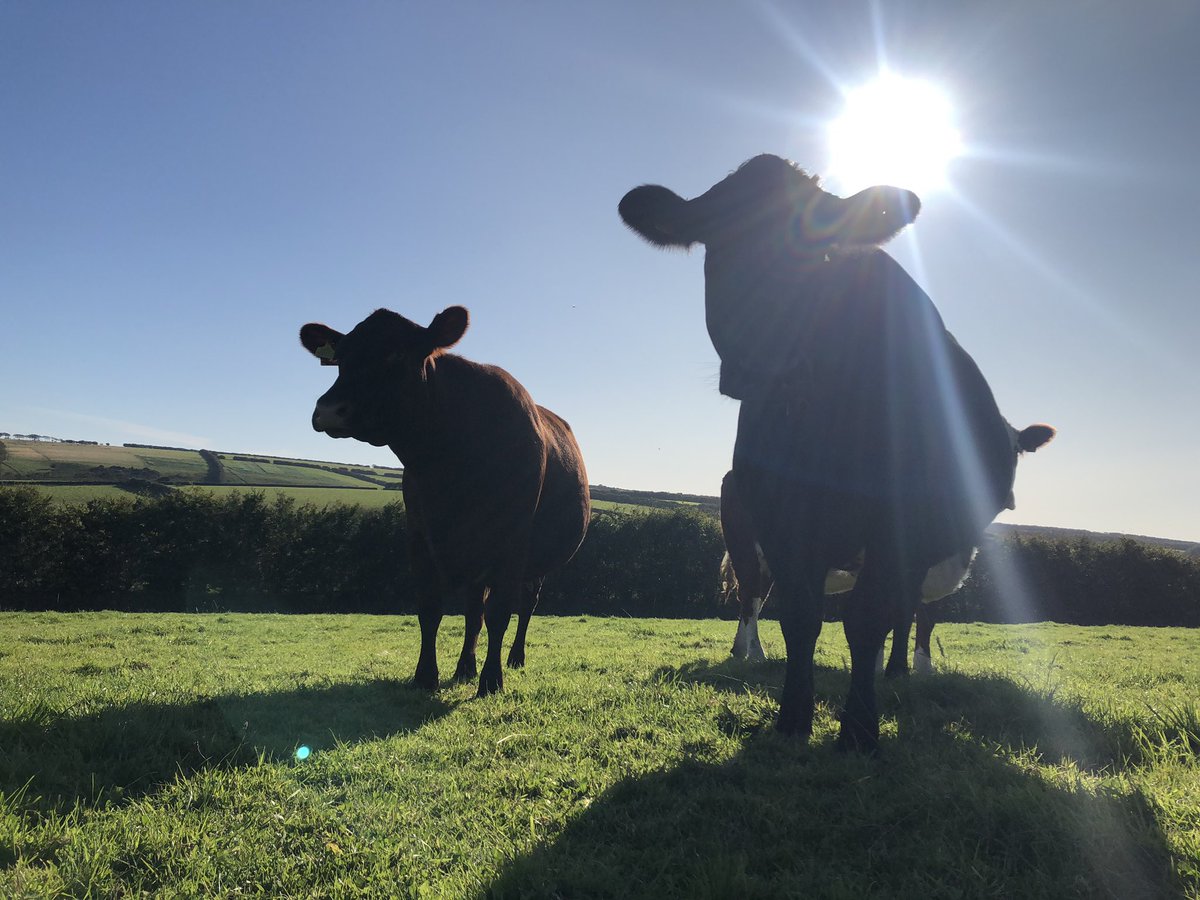newlandfarm's tweet photo. SeptemberSun #AutumnCalvers #AtGrass https://t.co/GsfIGF2hqd