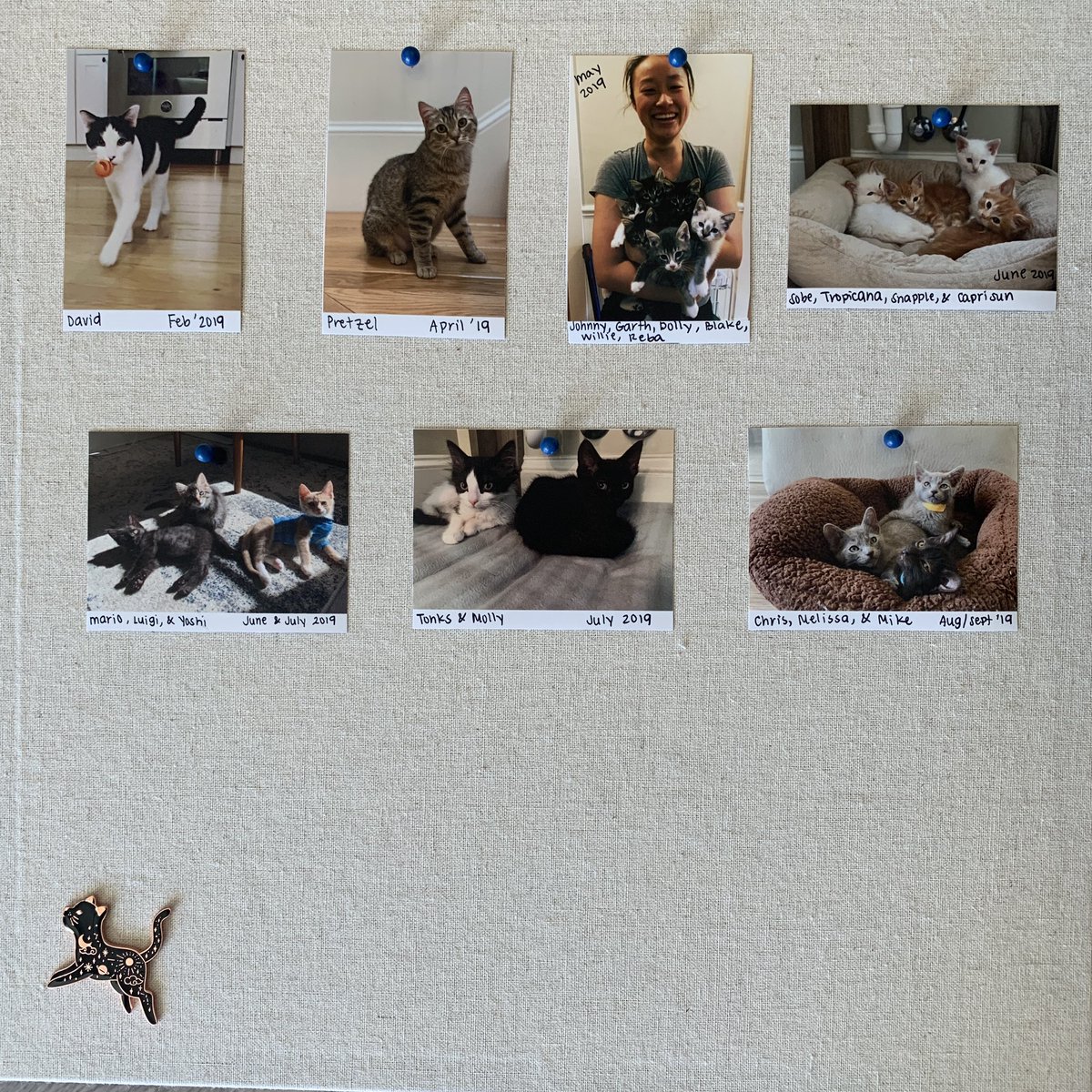 Saturday project: pin boards for a new display of all my foster kittens 😻 

✨ featuring pins from <a href="/kittenxlady/">Kitten Lady</a> and <a href="/byalicelee/">Alice Lee</a>  ✨