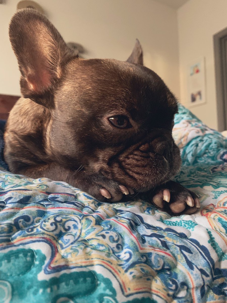 schaemarie's tweet photo. Happy Birthday to my sweet baby boy💛 you make my whole world go round and I’m so glad we got to celebrate you today. Thank you for being mama’s best friend💙🐾 https://t.co/N3cIoglRD7