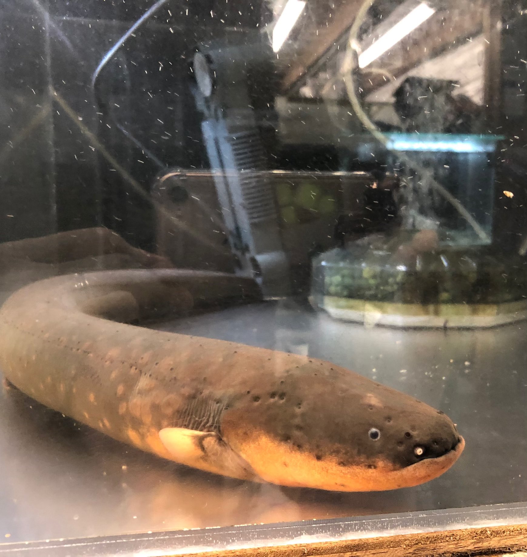 カメレンジャー 2o6cw21rw6zzusc おはようございます 電気ウナギ 顔カワイイですよね 飼育は 油断できない と 友人の棚さんが言ってました Twitter