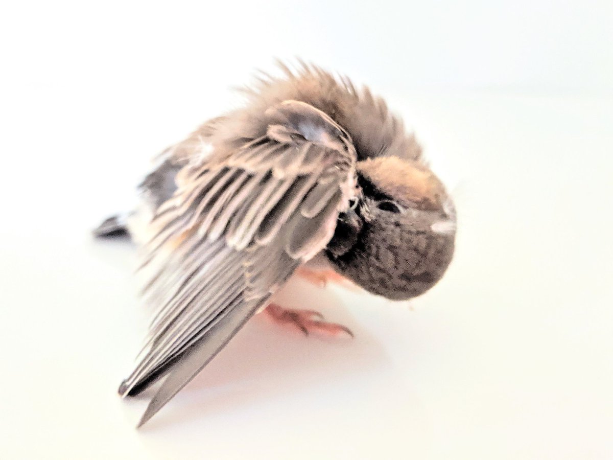 Candy Bird 文鳥2羽と錦花鳥7羽と暮らす鳥好き過ぎるアクセサリー作家 おはようございます ペチカちゃんは 小さいながらも朝から毛づくろい頑張ってます 今日もご飯たくさん食べようね キンカチョウ ペチカ 錦花鳥 錦華鳥 鳥好き