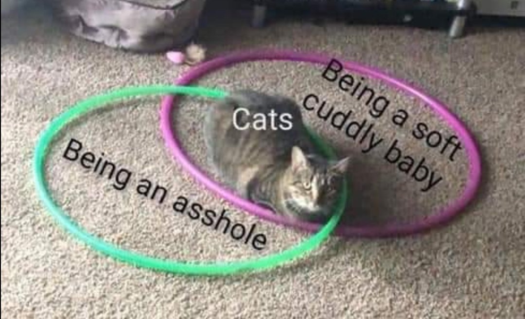 CatFoodBreath's tweet photo. Not sure I understand this picture? https://t.co/pjuf3ZiWV3