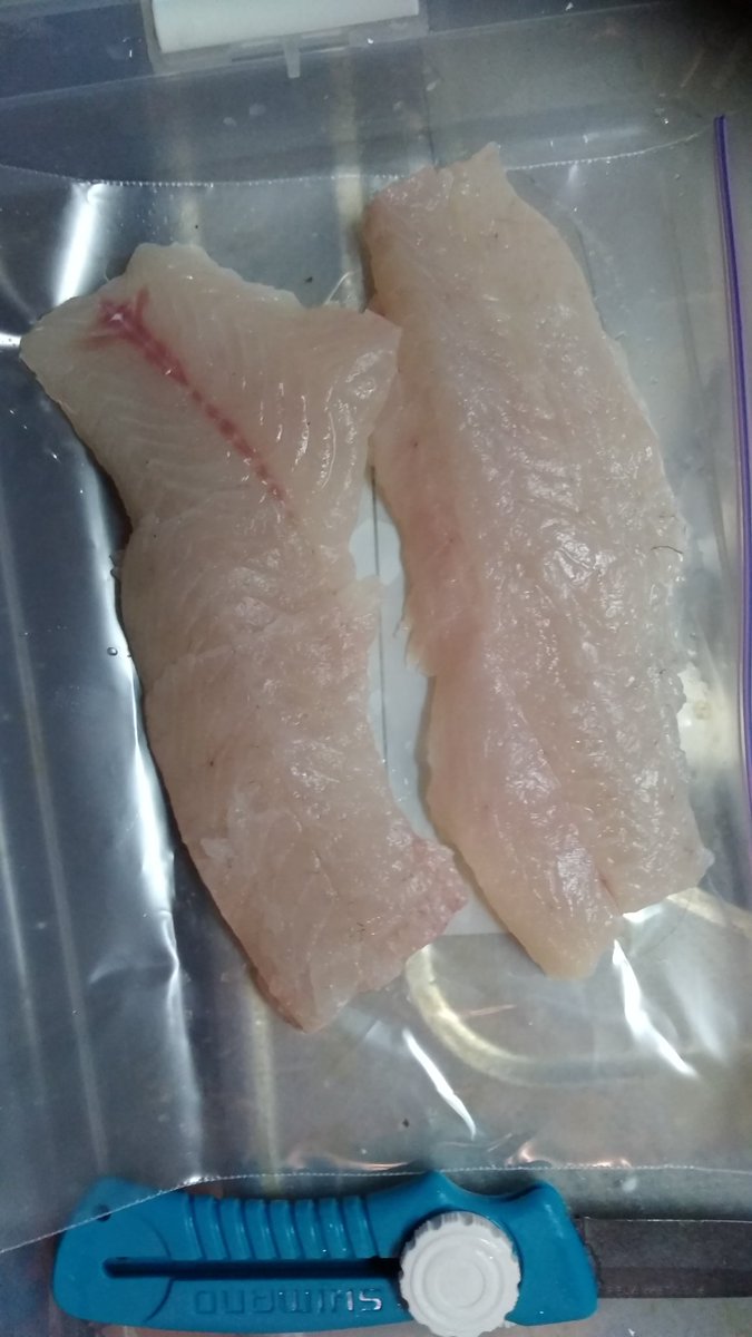 新着ブラック バス 臭い 魚のすべて 新着ブラック バス 臭い 魚のすべて
