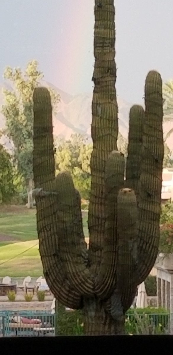 MarcCamachoMD's tweet photo. ASER closing down...rainbow and cactus. Thank you, Scottsdale! @ASER_ERad #ASER2019 #ASER19 https://t.co/Fglmvu10Gs