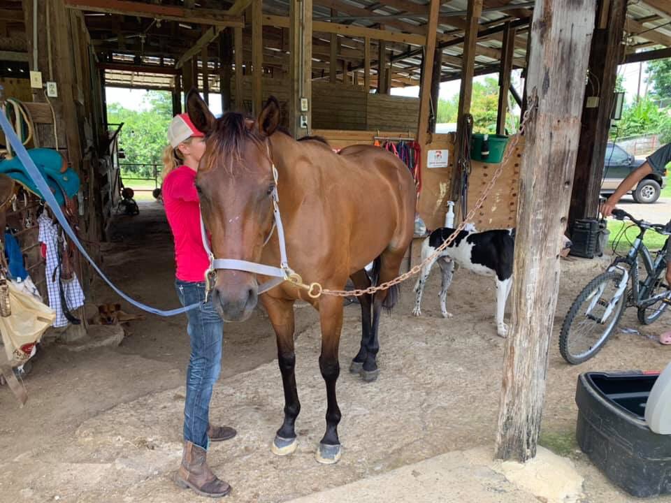 ShelleyBlodgett's tweet photo. Anyone who wishes to follow what’s happening at Caribbean Thoroughbred Aftercare Inc🐎🐎🐎, pls follow @CaribbeanOTTB 😊🐎♥️ https://t.co/lBJUWMIDIQ
