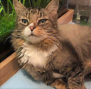 Sandy Little Socks has left the building! After almost two years of waiting, Sandy finally has a place to call home! 
 #purrfectpals #everycatmatters