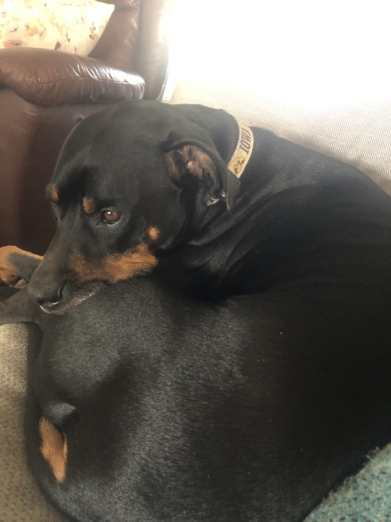 Kayli Brooks tweet media