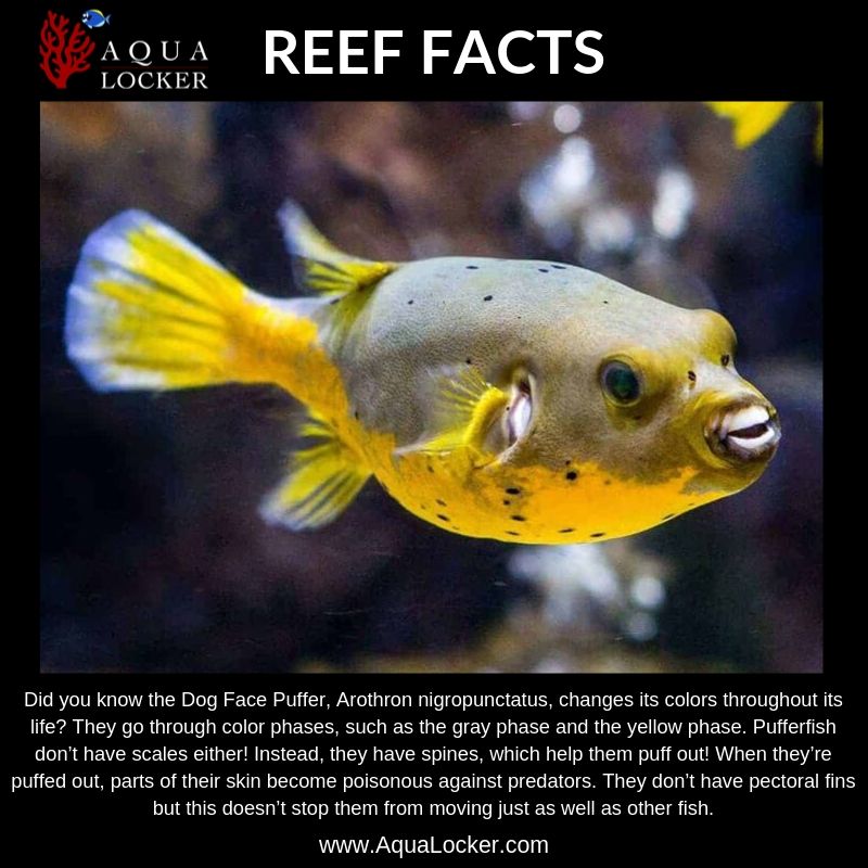 AquaLocker on Twitter "Did you know that puffer fish don't have scales