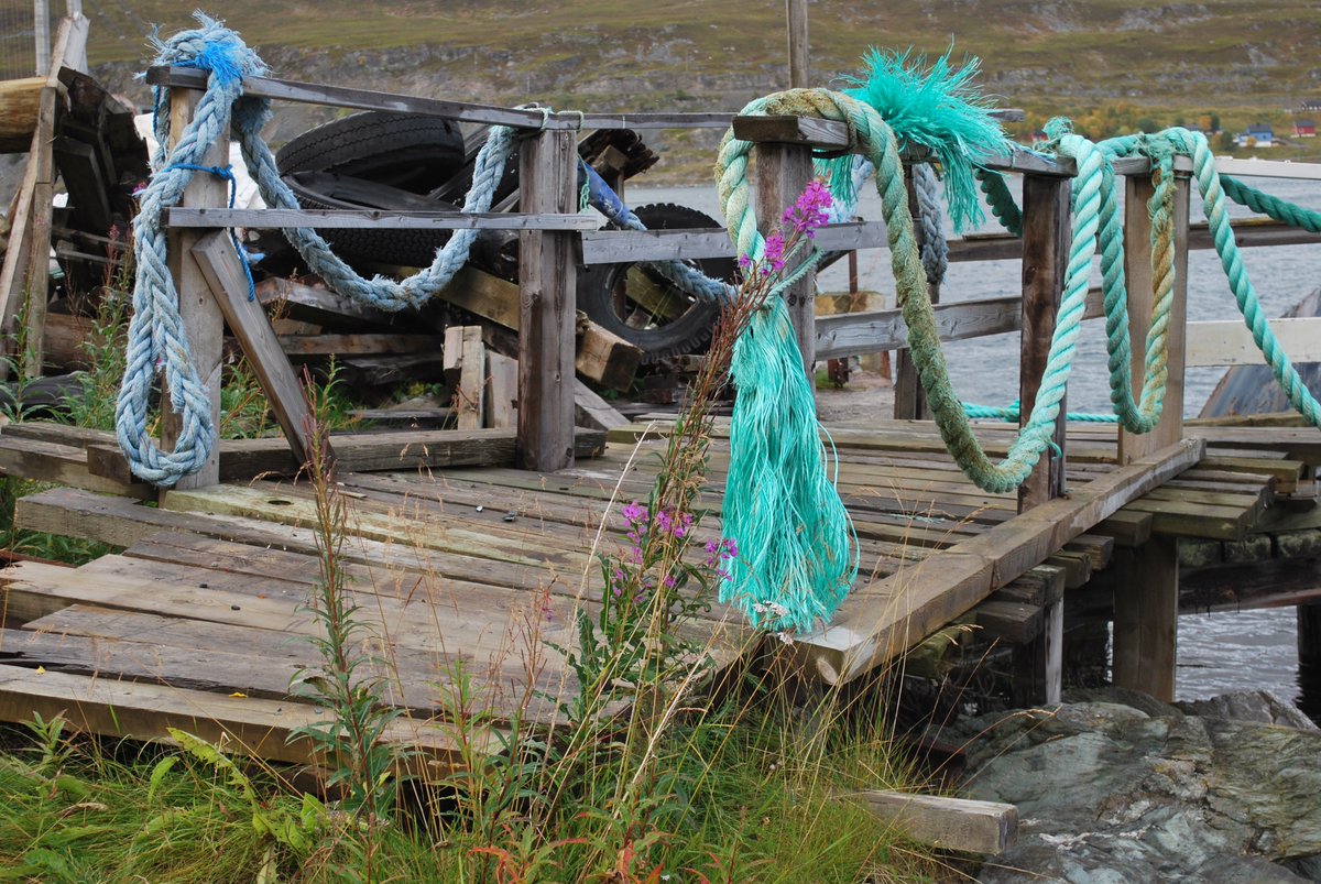 angelsnow1987's tweet photo. Geitrams i blomst ved ett gammelt fergeleie, Kvalsund #Finnmark #Flowers #Old #ferrydock #Decay #abandoned https://t.co/gbnqvUcn3K