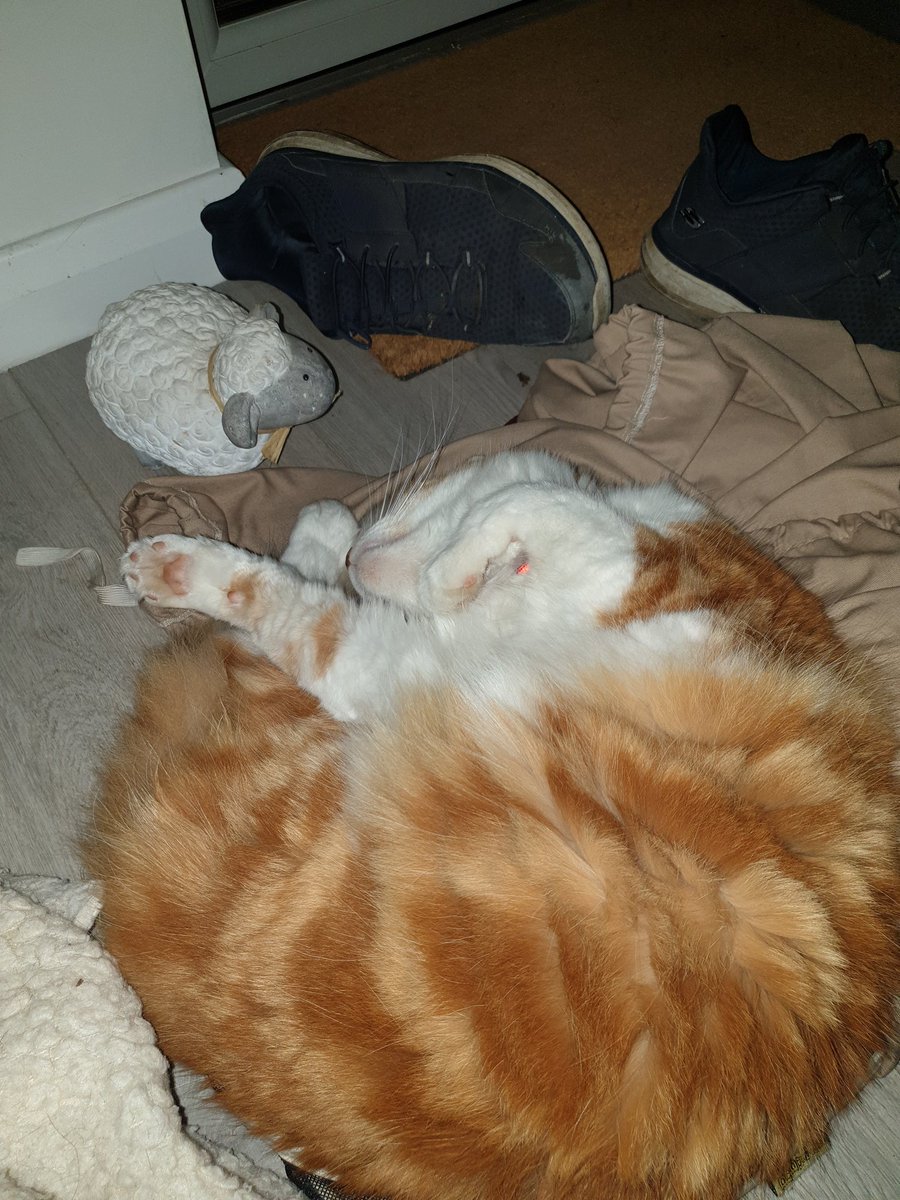 JuliaMain71's tweet photo. Mitten Kitten Kenny Main love this fluff ball #maincoone #rescue #catsprotection https://t.co/cp0UXlxgvF