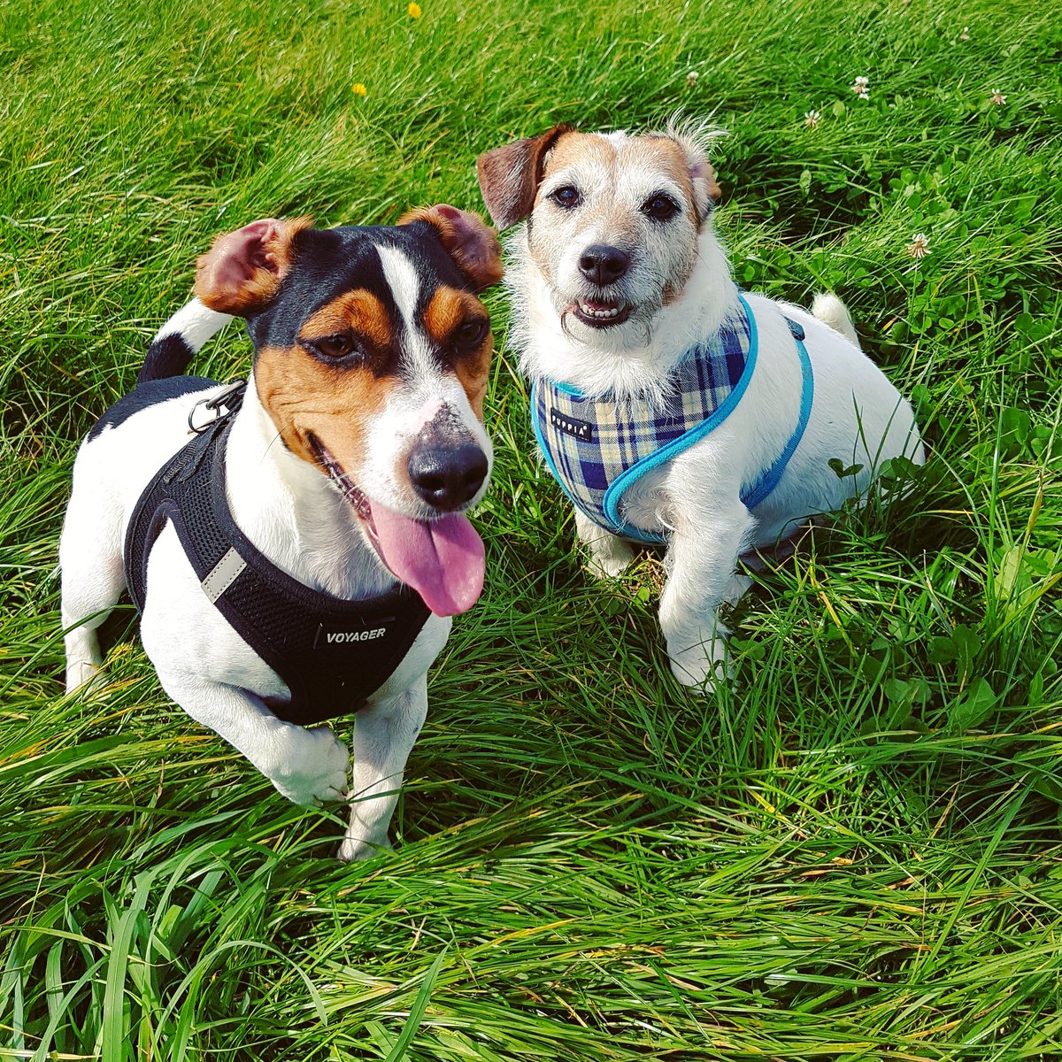 ziggy_paws's tweet photo. #JackRussellTerrier #Buddies #dogsofkernow #ansum https://t.co/pGv3TA7HJs