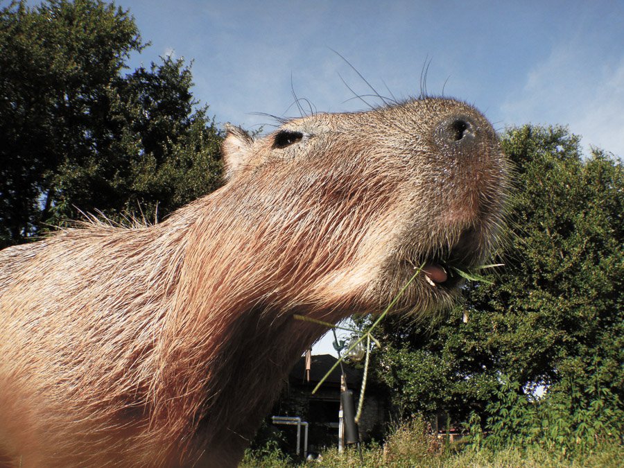 The Cute Capybara on Twitter Big animal little tongue capybara  worldscutestanimal httpstcoYVwgPTwxDc  Twitter