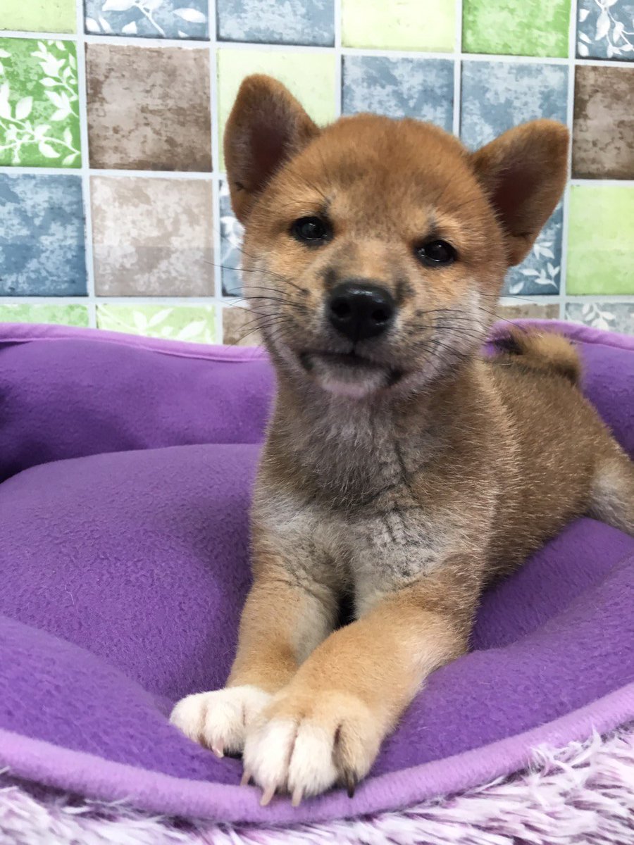 本間獣医科医院エキスポ豊田医院 里親 A Twitter 現在 里親募集中 の ワンコ 達 柴犬 女の子 2頭 ミックス犬 女の子2頭 柴犬 男の子 1頭 トイプードル 女の子 1頭 是非一度ご来店下さい 本間獣医科医院 里親 里子 犬 愛知県 豊田市 本間獣医科医院エキスポ豊田医院 里親 A Twitter 現在 里親募集中 の ワンコ 達 柴犬 女の子 2頭 ミックス犬 女の子2頭 柴犬 男の子 1頭 トイプードル 女の子 1頭 是非一度ご来店下さい 本間獣医科医院 里親 里子 犬 愛知県 豊田市