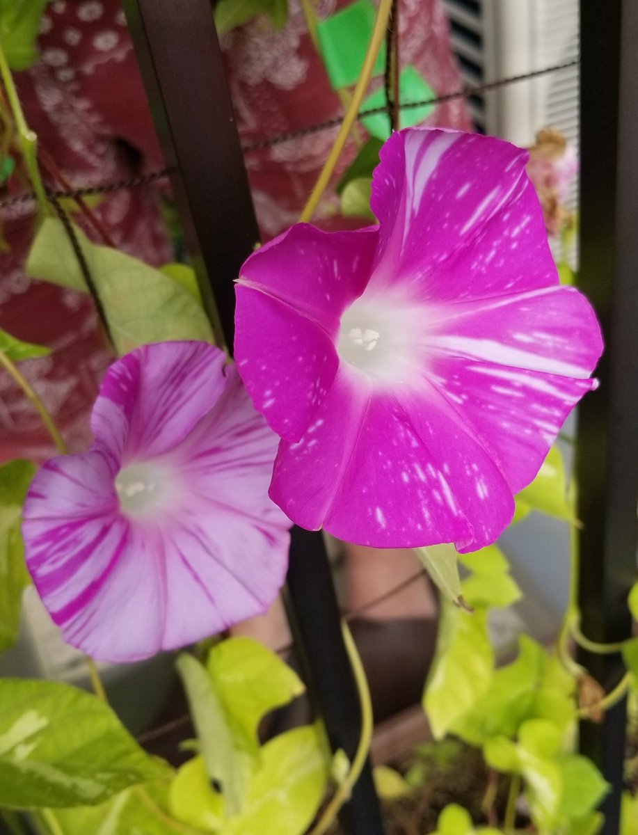 るこう草 Twitter Search