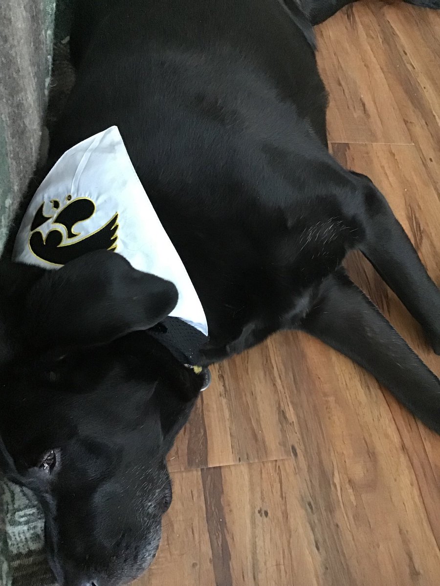 #Hawkeyes ⁦<a href="/TheIowaHawkeyes/">The Iowa Hawkeyes</a>⁩ . Moose is behaving well