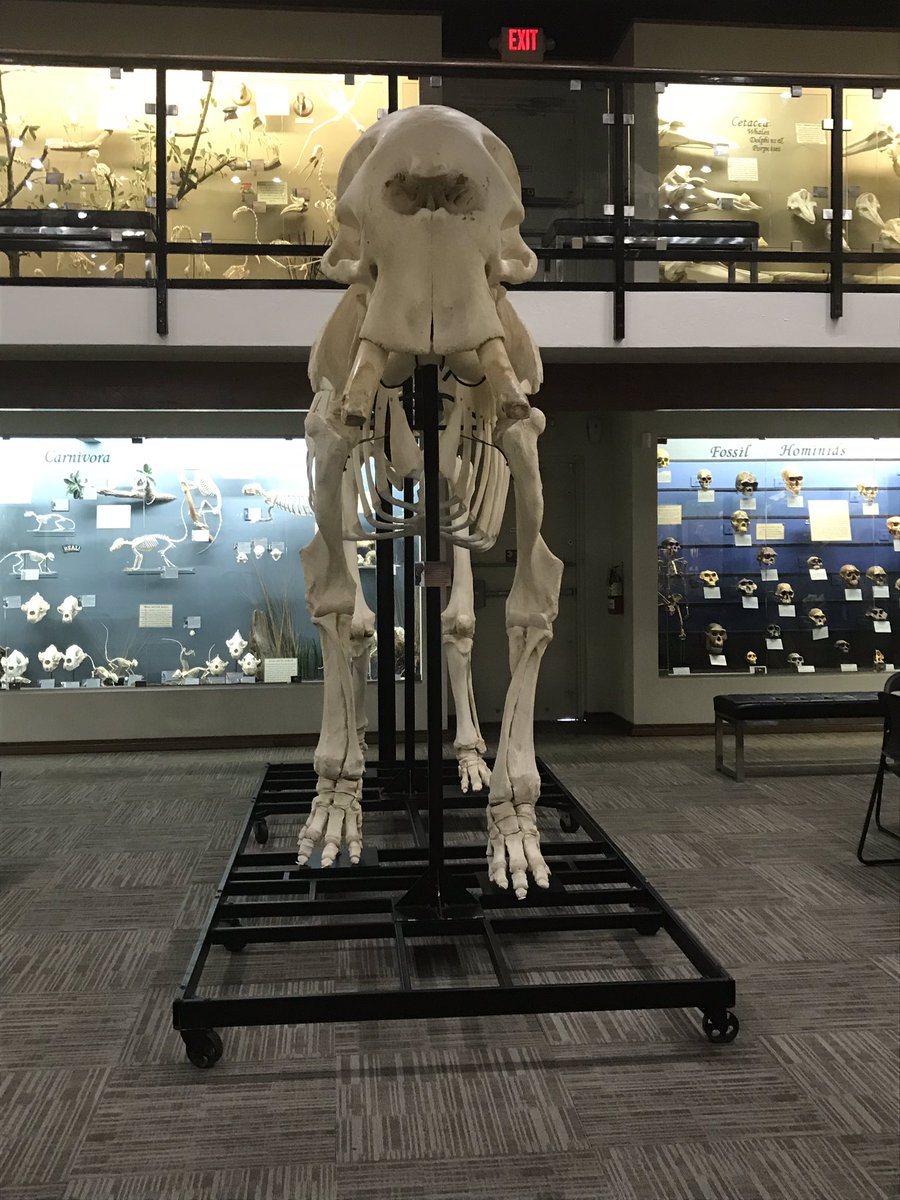 mkayswritings's tweet photo. Few pictures from the bone museum I got to see the other day. It was really cool. 
#museum #bonemuseum https://t.co/DjiZxG6OqM