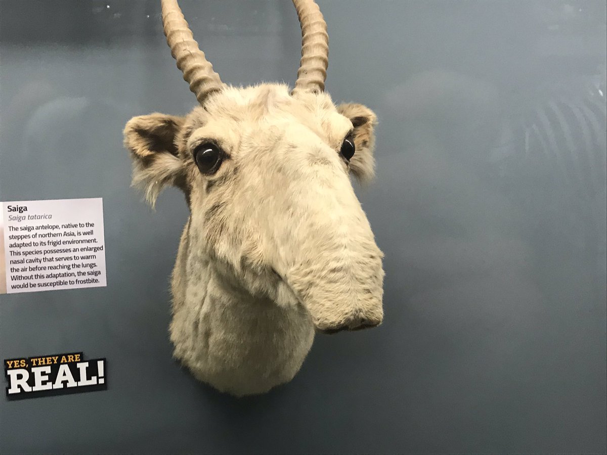 mkayswritings's tweet photo. Few pictures from the bone museum I got to see the other day. It was really cool. 
#museum #bonemuseum https://t.co/DjiZxG6OqM