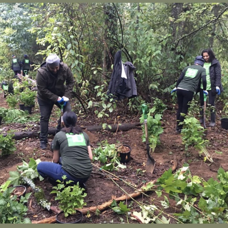 #TDTreeDays volunteers helped grow our urban forests by planting 500 trees today! A big thank you to our hard working volunteers, <a href="/CityofSurrey/">City of Surrey</a> Parks &amp; Recs for facilitating our event, and <a href="/TheTajExpress_/">The Taj Express</a> for the amazing food! #TheReadyCommitment #FEF #vibrantplanet <a href="/AndyCribb_TD/">Andy Cribb</a>