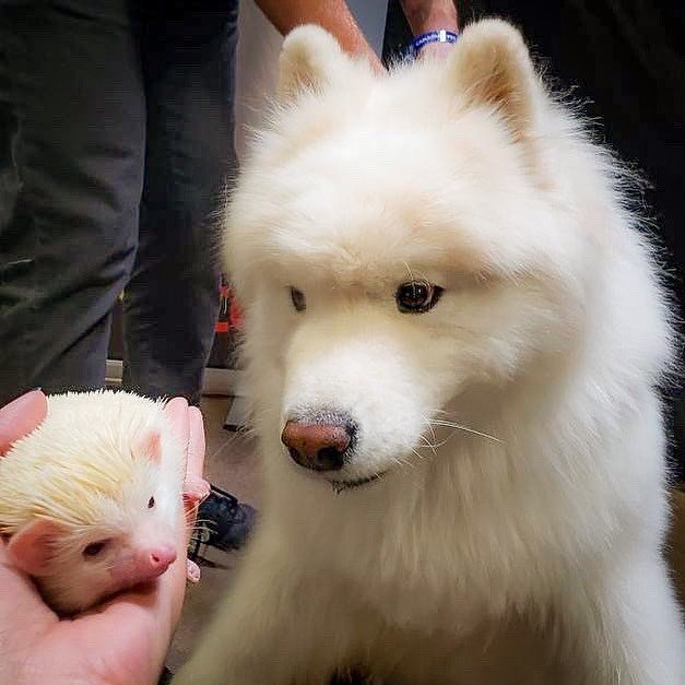 ryderthesamoyed's tweet photo. The Aesop’s Fable you’ve never heard of: The Cactus Hamster and the Boop Bear. The moral of the story is...? (Comment below) 🦔 🐻 #cactushamster #ouchmouse #boop #bear #landcloud #icefloof #aesopsfables https://t.co/JWScHsmJyT https://t.co/NhWqKeYb96