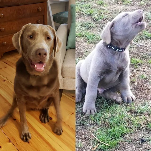 KrauseDave's tweet image. Happy 2nd Birthday Bash!! #silverlabrador #silverlabsofinstagram #silverlab #labradorretriever ift.tt/2AitnGj