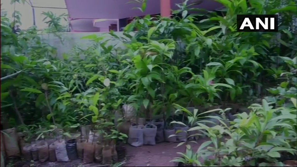 ANI's tweet photo. K'taka: B Venkatagiri, an environmentalist, &amp; a resident of Shivamogga has preserved endangered species of over 500 herbal plants at his house&amp;collected over 1500 varieties of seeds, considered extinct. Says "I did this as I've to transfer the knowledge to young generation.(14.9) https://t.co/I9yjPVKEM1