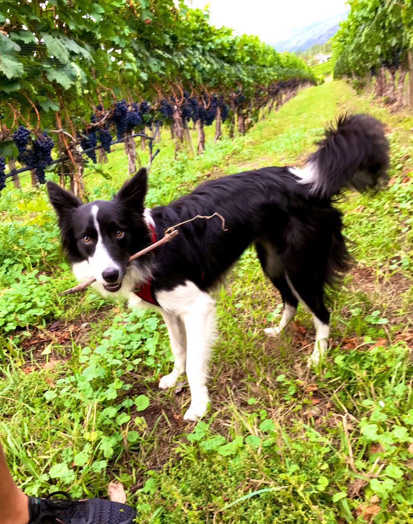 BC Wine Appreciation (@bcwas) on Twitter photo A great visit at <a href="/MoraineWinery/">Moraine Winery</a> with Winemaker Dwight - strolling through the vineyard and a tasting of some signature wines A great visit at <a href="/MoraineWinery/">Moraine Winery</a> with Winemaker Dwight - strolling through the vineyard and a tasting of some signature wines