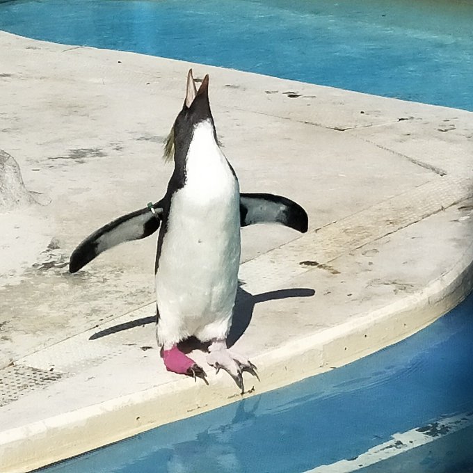 イワトビペンギンのtwitterイラスト検索結果